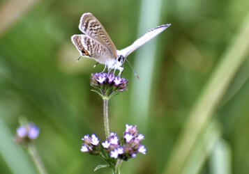 アレチハナガサの花の吸蜜中のウラナミシジミ