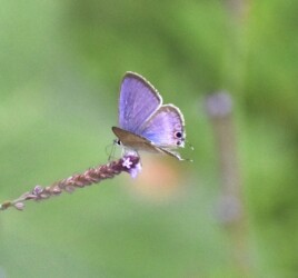 アレチハナガサの花の吸蜜中のウラナミシジミ