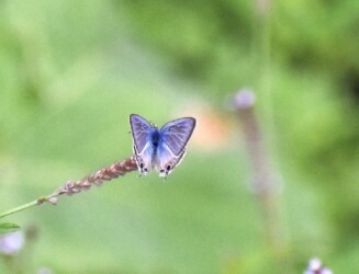 アレチハナガサの花の吸蜜中のウラナミシジミ