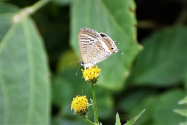 センダングサの花の吸蜜中