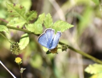 センダングサの花の吸蜜中
