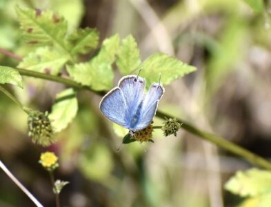センダングサの花の吸蜜中