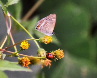 センダングサの花の吸蜜中