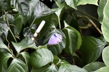 クズの葉の付近をメスを探して飛翔体