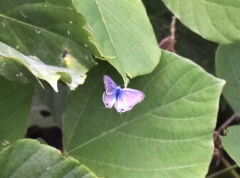 クズの葉の付近をメスを探して飛翔体