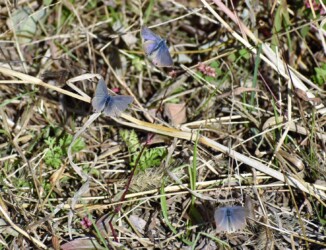 オス同士のせめぎ合い 翅はボロボロ