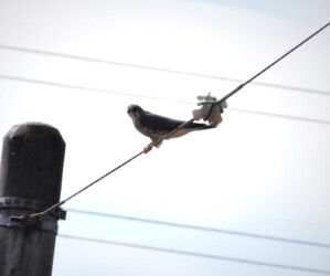 コチョウゲンボウのオス