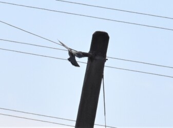 コチョウゲンボウのオス