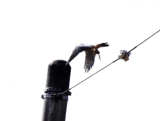 コチョウゲンボウのオス