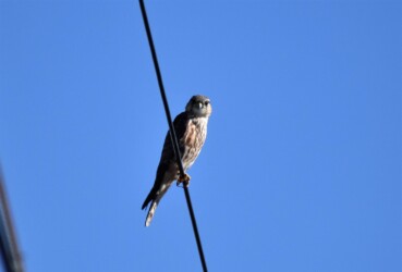 コチョウゲンボウのメス