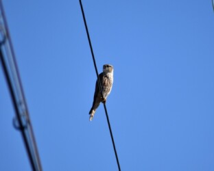 コチョウゲンボウのメス