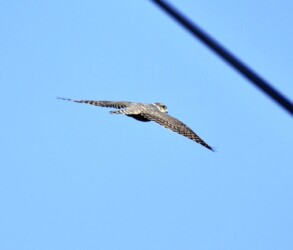 コチョウゲンボウのメス