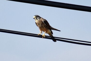 チョウゲンボウ 頭が灰色が特長