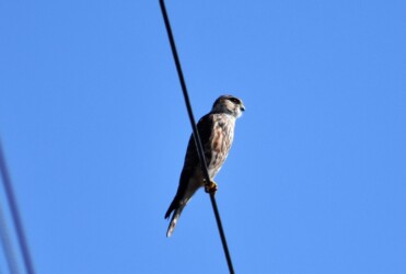 コチョウゲンボウ 眉班が白いのが特長