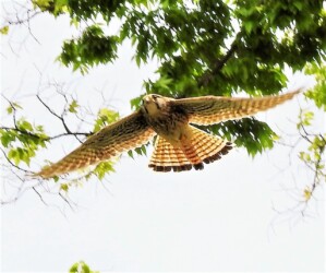 チョウゲンボウ 尾羽の黒い線が細いのが特長