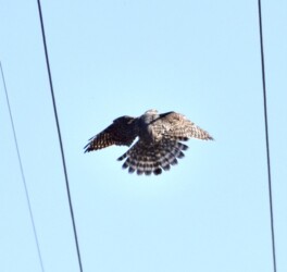 コチョウゲンボウ 尾羽の黒い線が太いのが特長