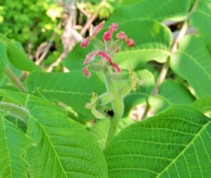 オニグルミの雌花