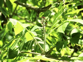 雌花の花茎