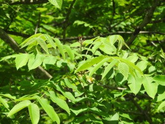 雌花の花茎