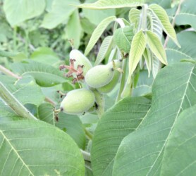 花が終わり実が大きくなり出した