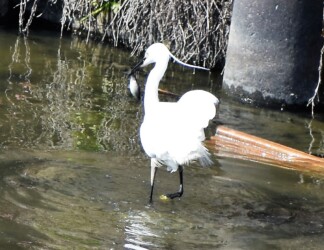 珍しく大きいご馳走!