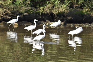 群れで餌を探す