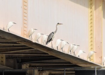 アオサギと橋桁で日向ぼっこ