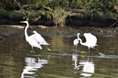 ダイサギのそばで追っかけっこ