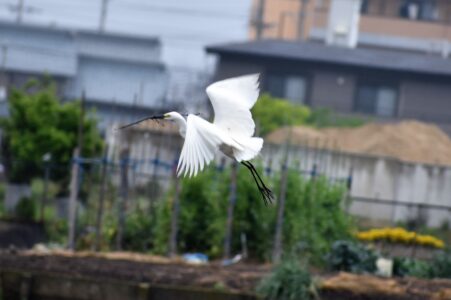 巣の材料集め