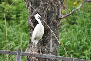 巣の材料で巣造りの調整