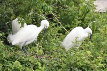巣の材料で巣造りの調整