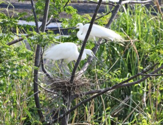 巣の出来具合を見る