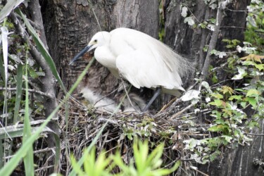 孵った雛を育てる