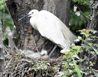 孵った雛を育てる