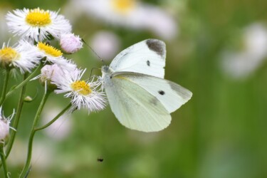 モンシロチョウ
