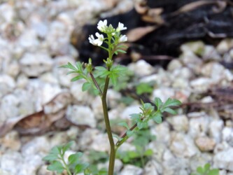 ①食草の1つ タネツケバナ
