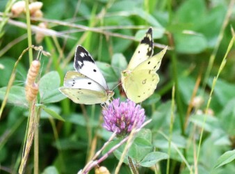 ②モンキチョウ