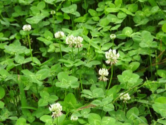 ②食草の1つ シロツメクサ