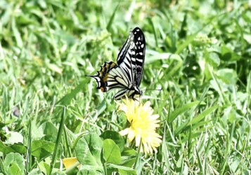 ③アゲハチョウ