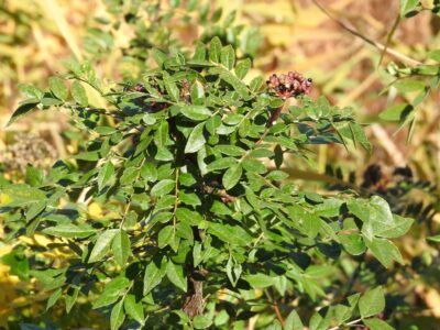③食草の1つ イヌザンショウ