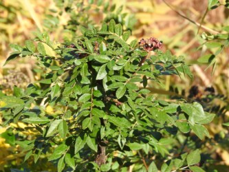 ③食草の1つ イヌザンショウ