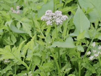 ④食草の1つ セリ