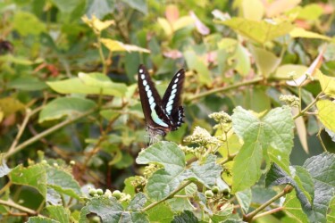 ⑤アオスジアゲハ