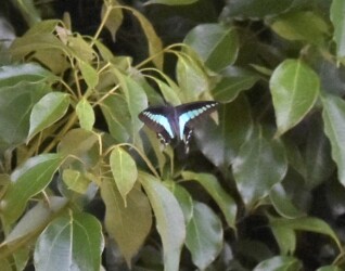 ⑤食草の1つ クスノキの中を飛ぶ