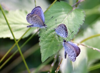 ②ヤマトシジミ