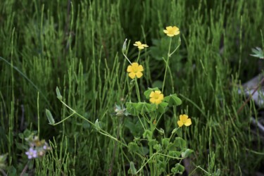 ②食草 カタバミ