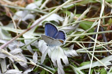 ③ツバメシジミ