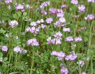 ③食草の1つ レンゲソウ