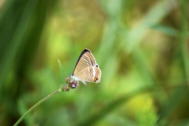 ④ウラナミシジミ