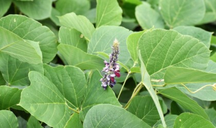 ④食草の1つ クズ